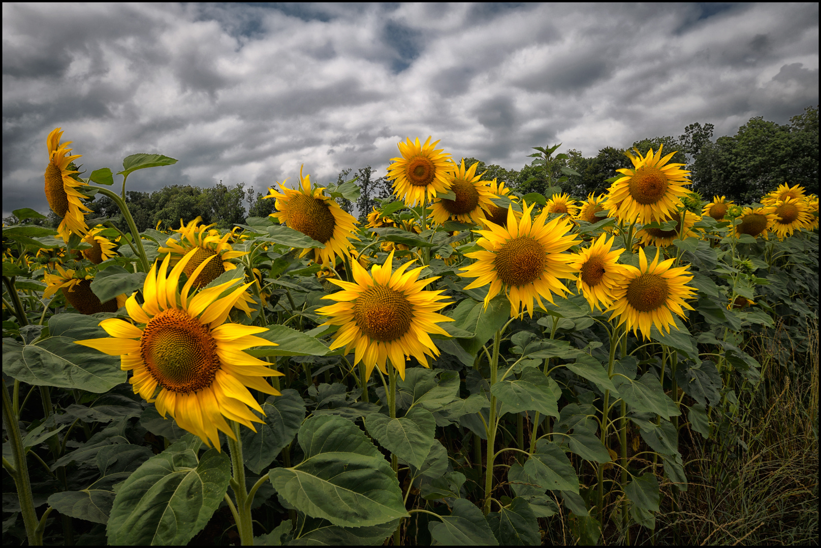 Sturmwetter über dem Sonnenblumenfeld