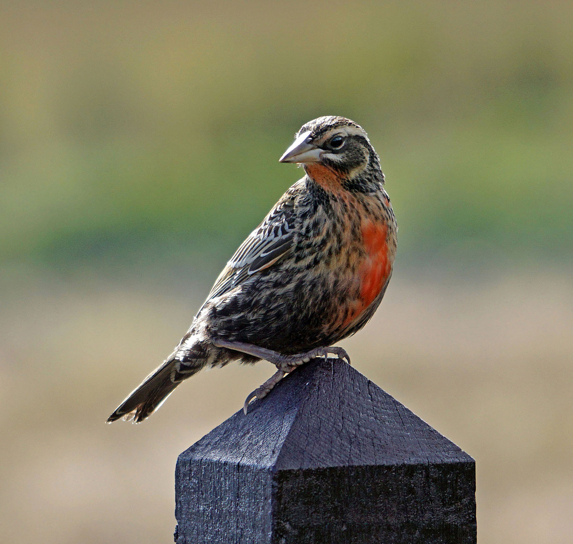 Sturnella loyca falklandica