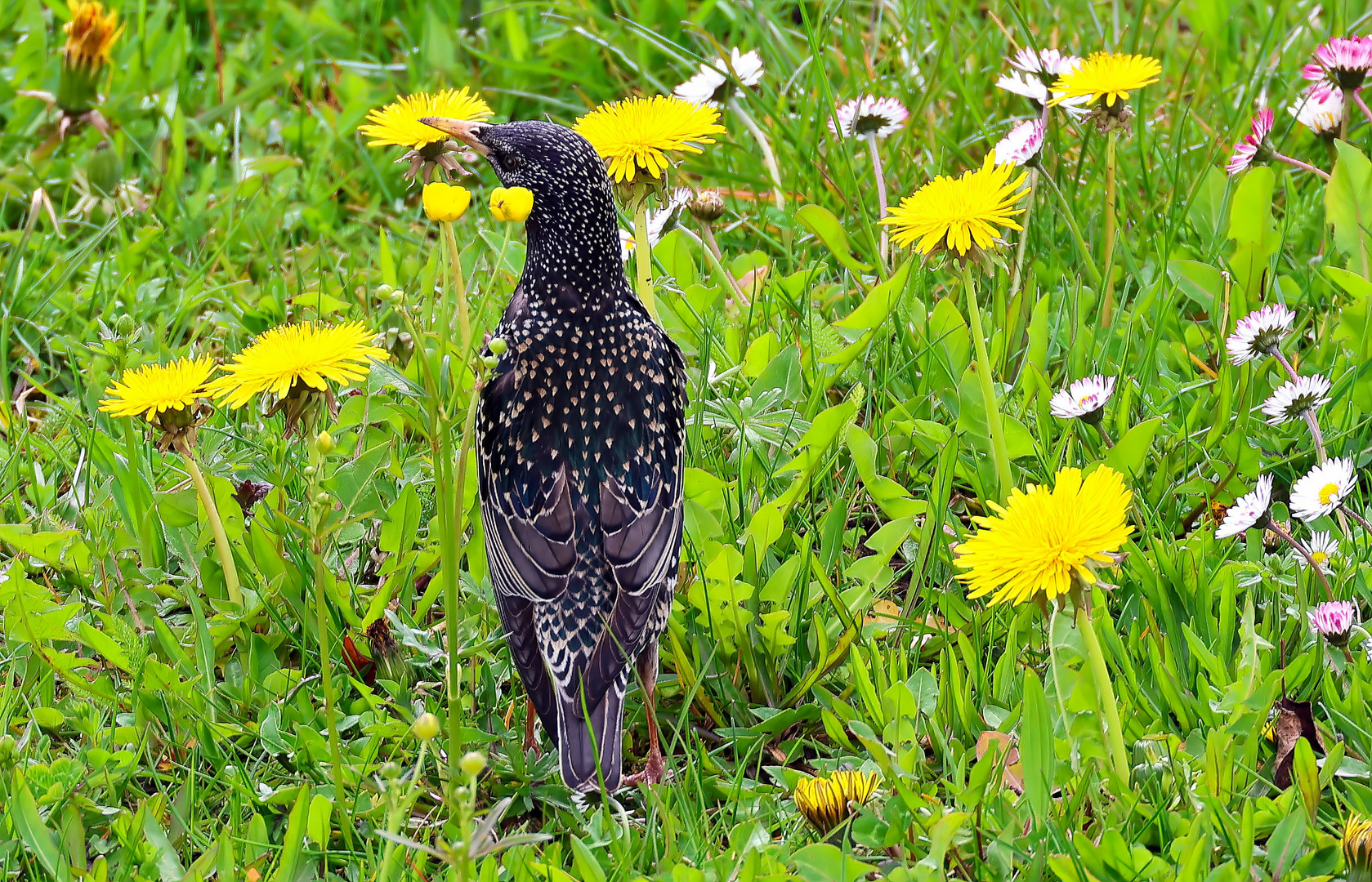  Sturnus vulgaris