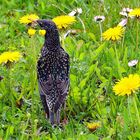  Sturnus vulgaris