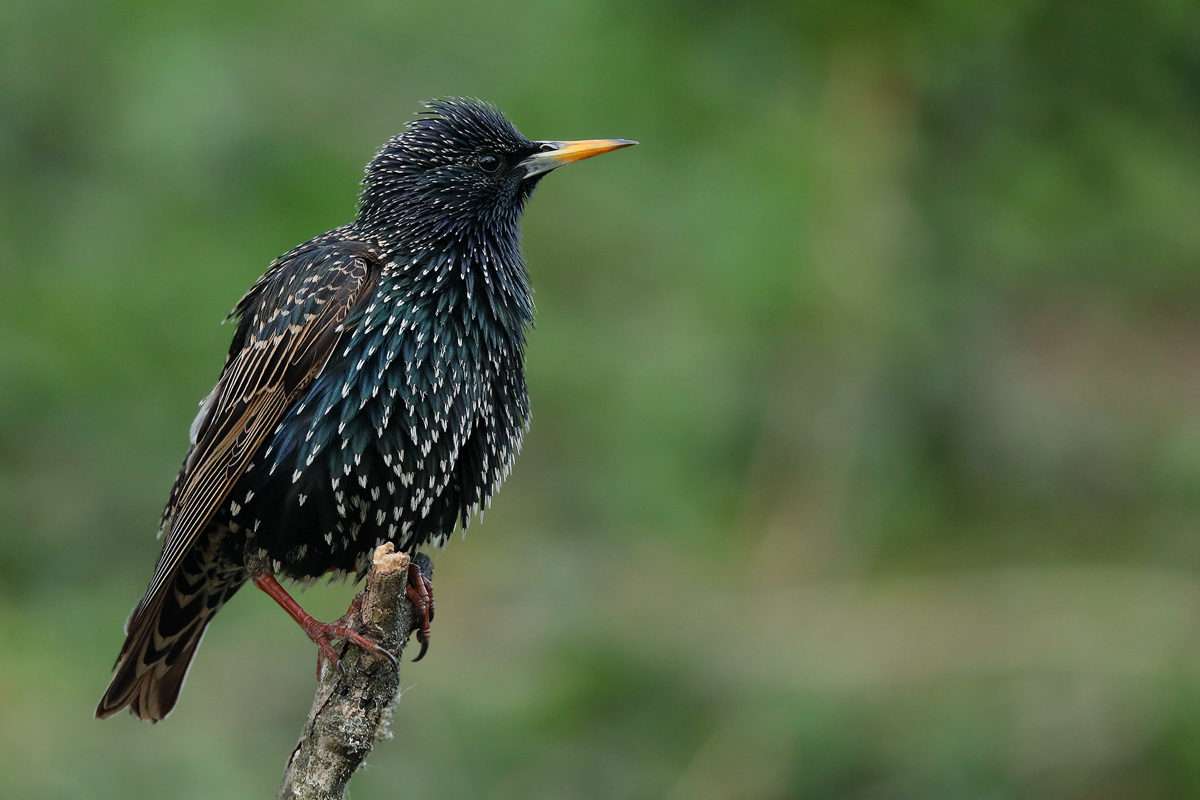 Sturnus vulgaris