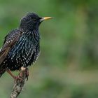 Sturnus vulgaris