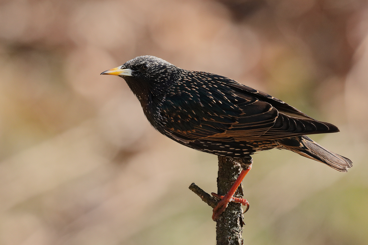 Sturnus vulgaris