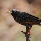 Sturnus vulgaris