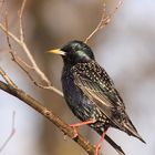 Sturnus vulgaris