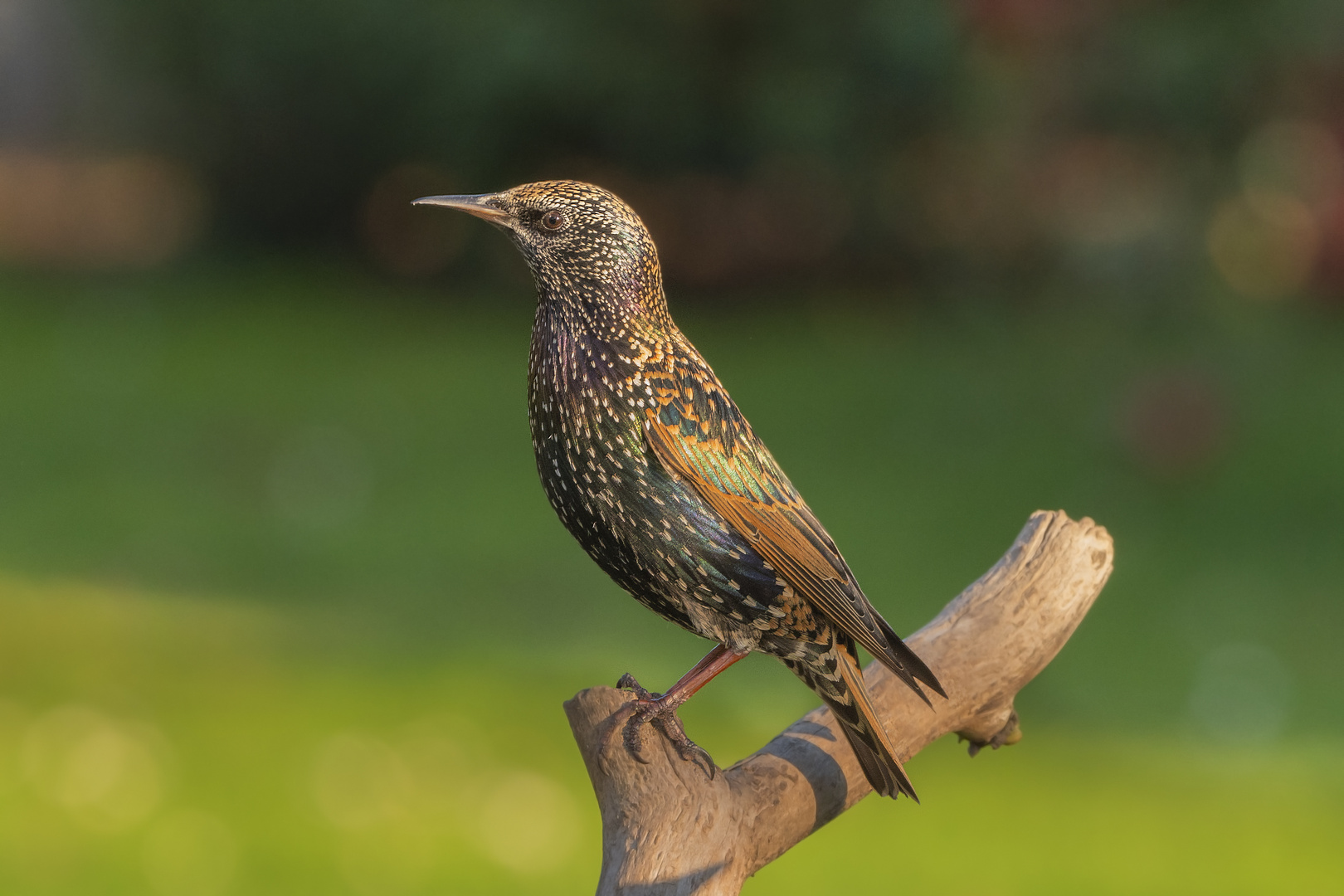 Sturnus vulgaris