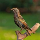 Sturnus vulgaris