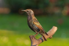 Sturnus vulgaris