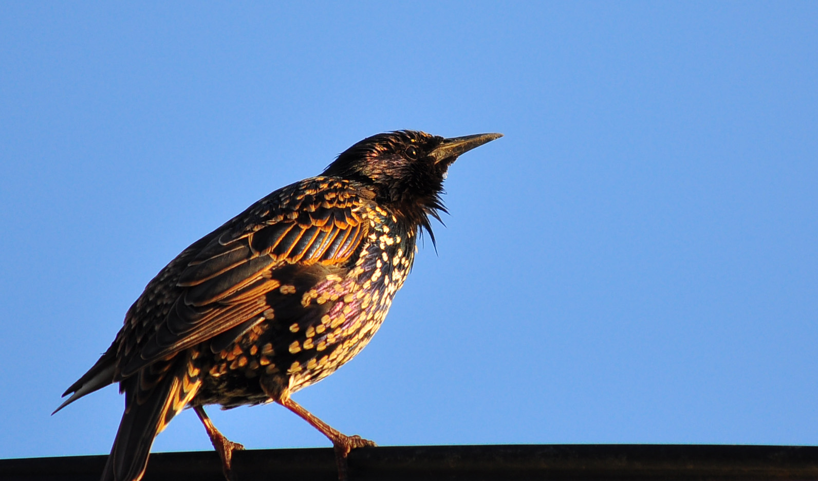 (Sturnus vulgaris)