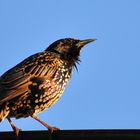 (Sturnus vulgaris)