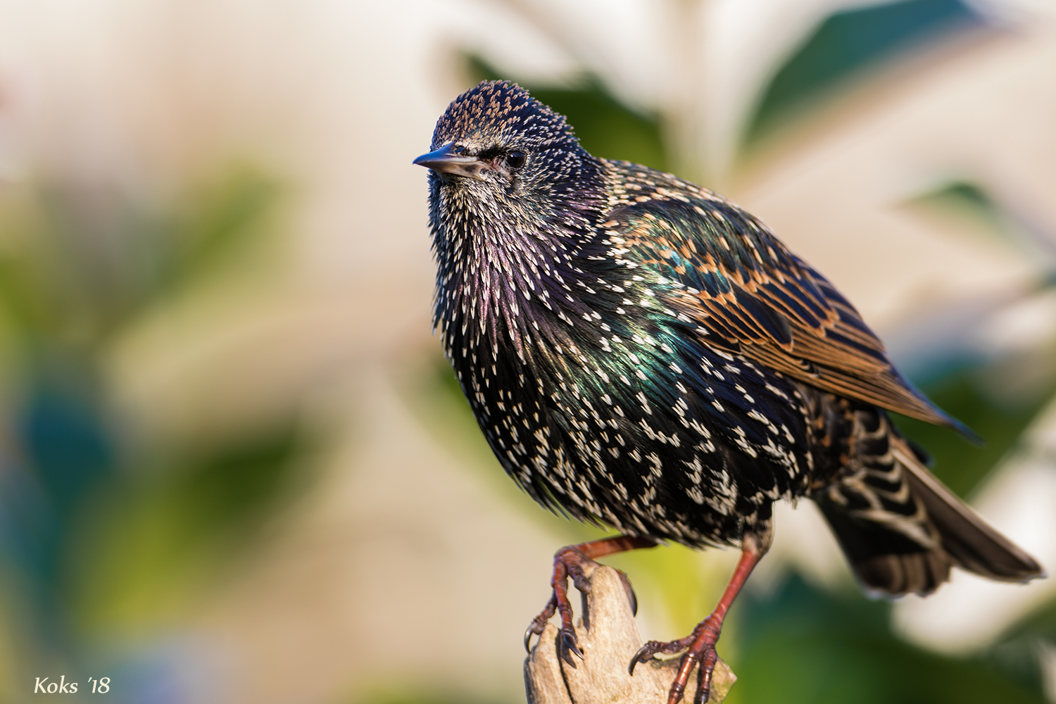 Sturnus vulgaris