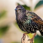 Sturnus vulgaris