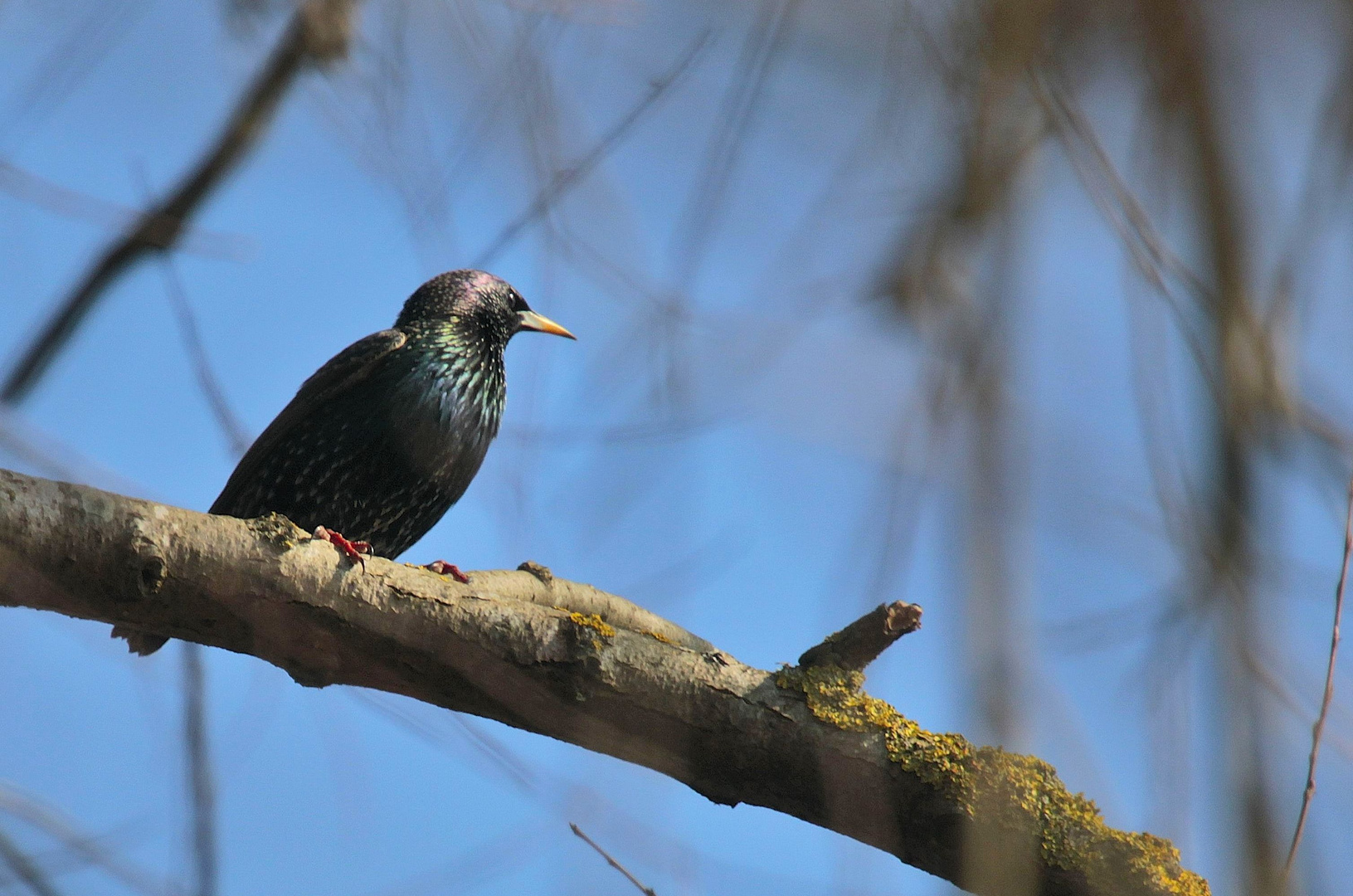 Sturnus vulgaris