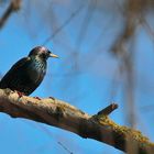 Sturnus vulgaris