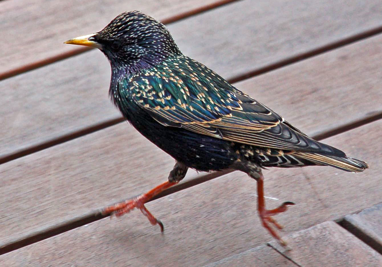 Sturnus vulgaris