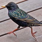 Sturnus vulgaris