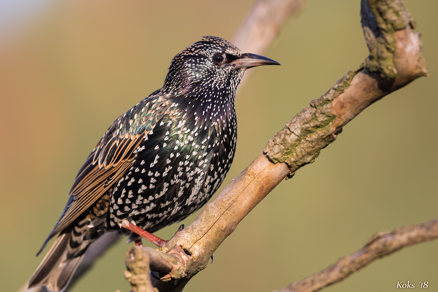 Sturnus vulgaris