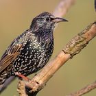 Sturnus vulgaris