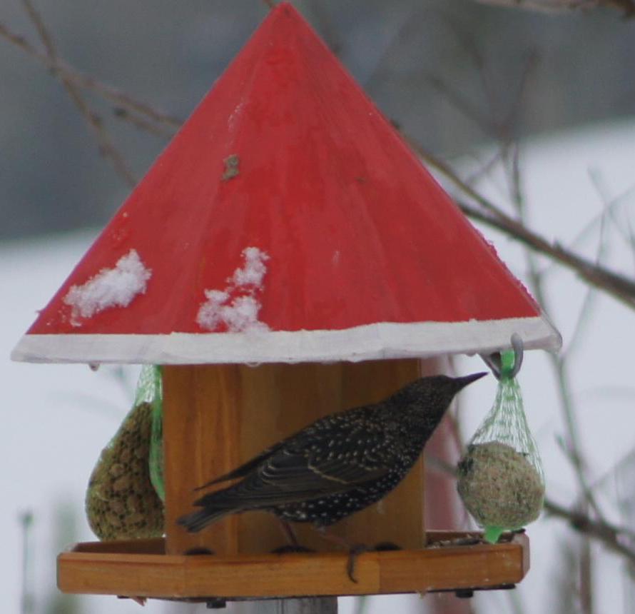 sturnus vulgaris