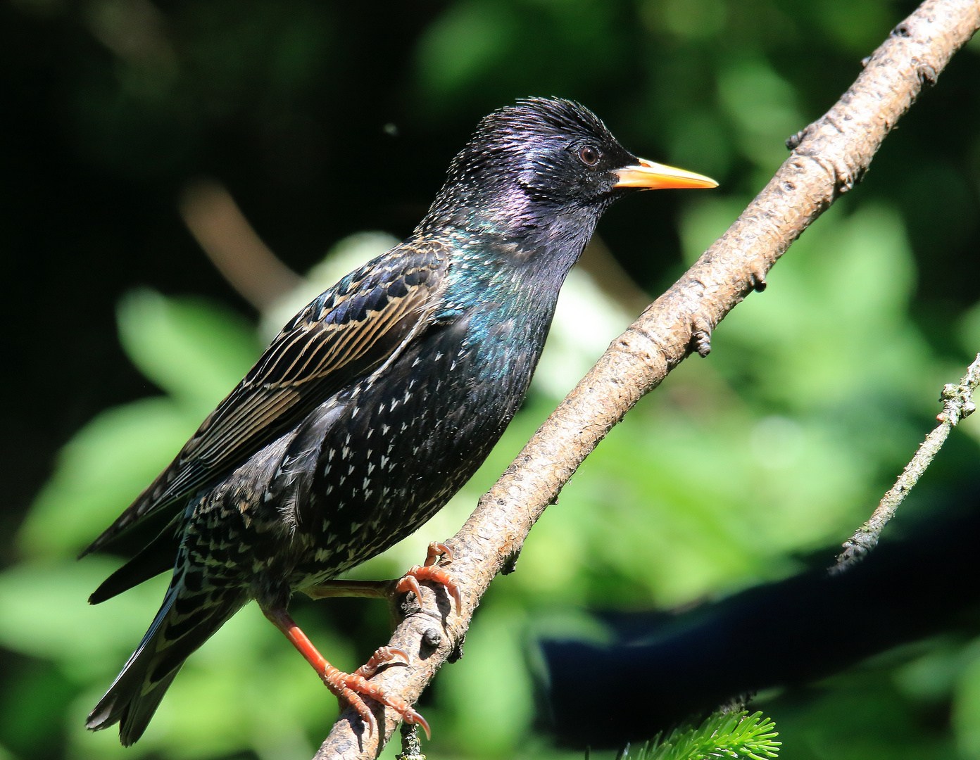 Sturnus vulgaris