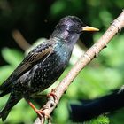 Sturnus vulgaris