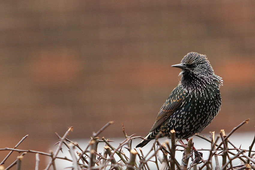 Sturnus vulgaris