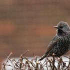 Sturnus vulgaris