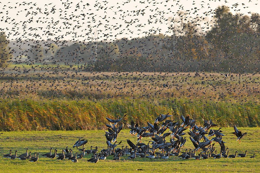 Sturnus vulgaris – die wahren Stars von Günz 01