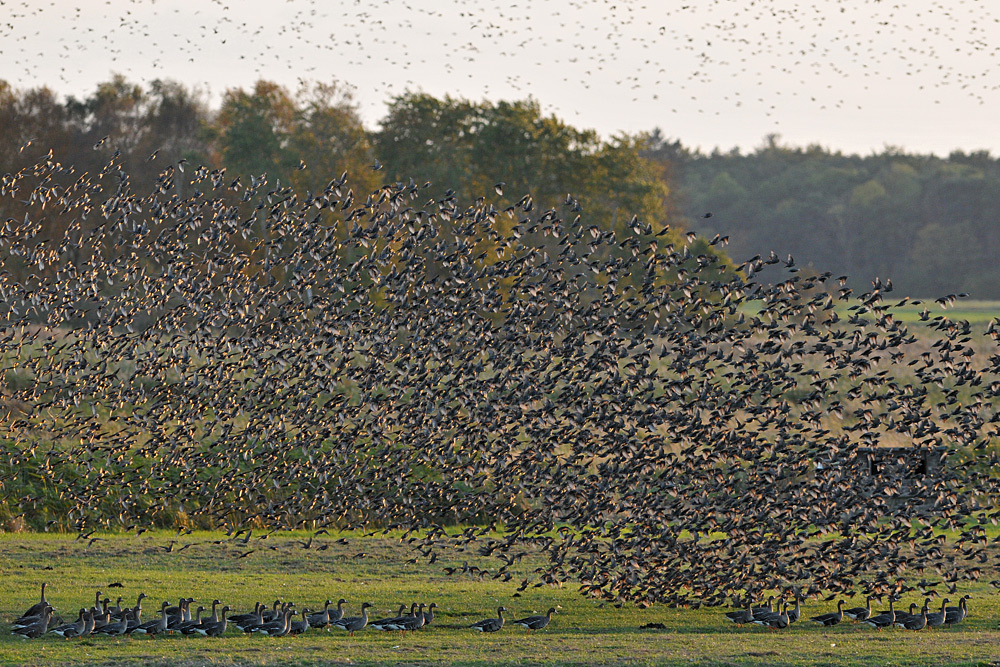 Sturnus vulgaris – die wahren Stars von Günz 02