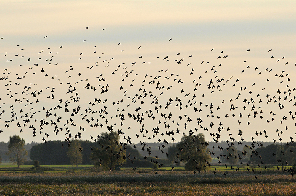 Sturnus vulgaris – die wahren Stars von Günz 04