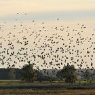 Sturnus vulgaris – die wahren Stars von Günz 04