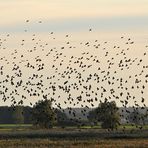 Sturnus vulgaris – die wahren Stars von Günz 04