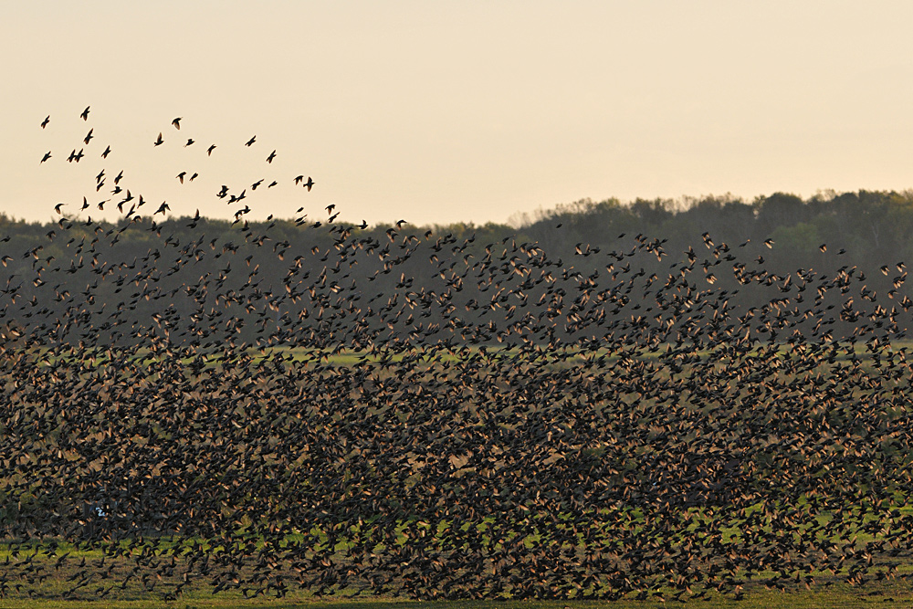 Sturnus vulgaris – die wahren Stars von Günz 06