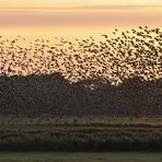 Sturnus vulgaris – die wahren Stars von Günz 08