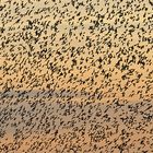 Sturnus vulgaris – die wahren Stars von Günz 09