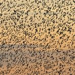 Sturnus vulgaris – die wahren Stars von Günz 09