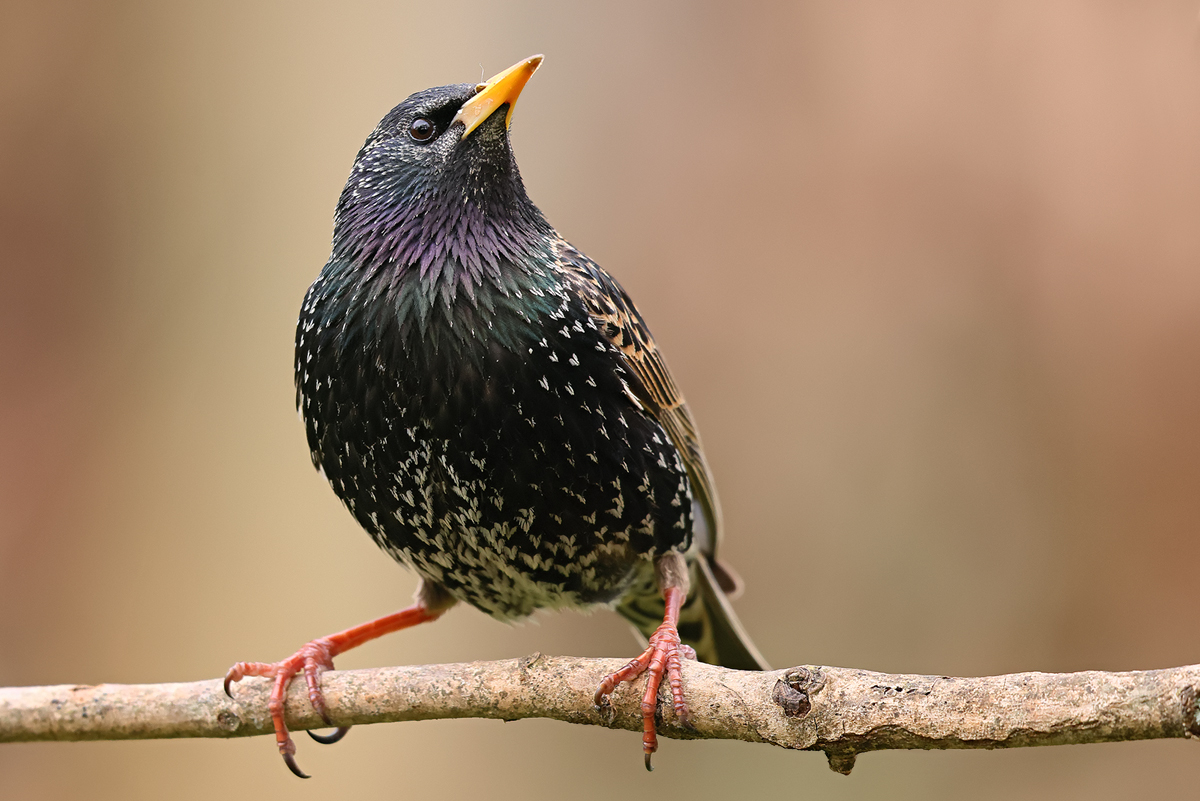 Sturnus vulgaris