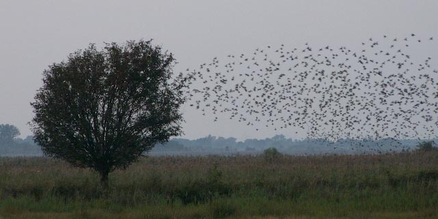 Sturnus vulgaris