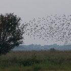 Sturnus vulgaris