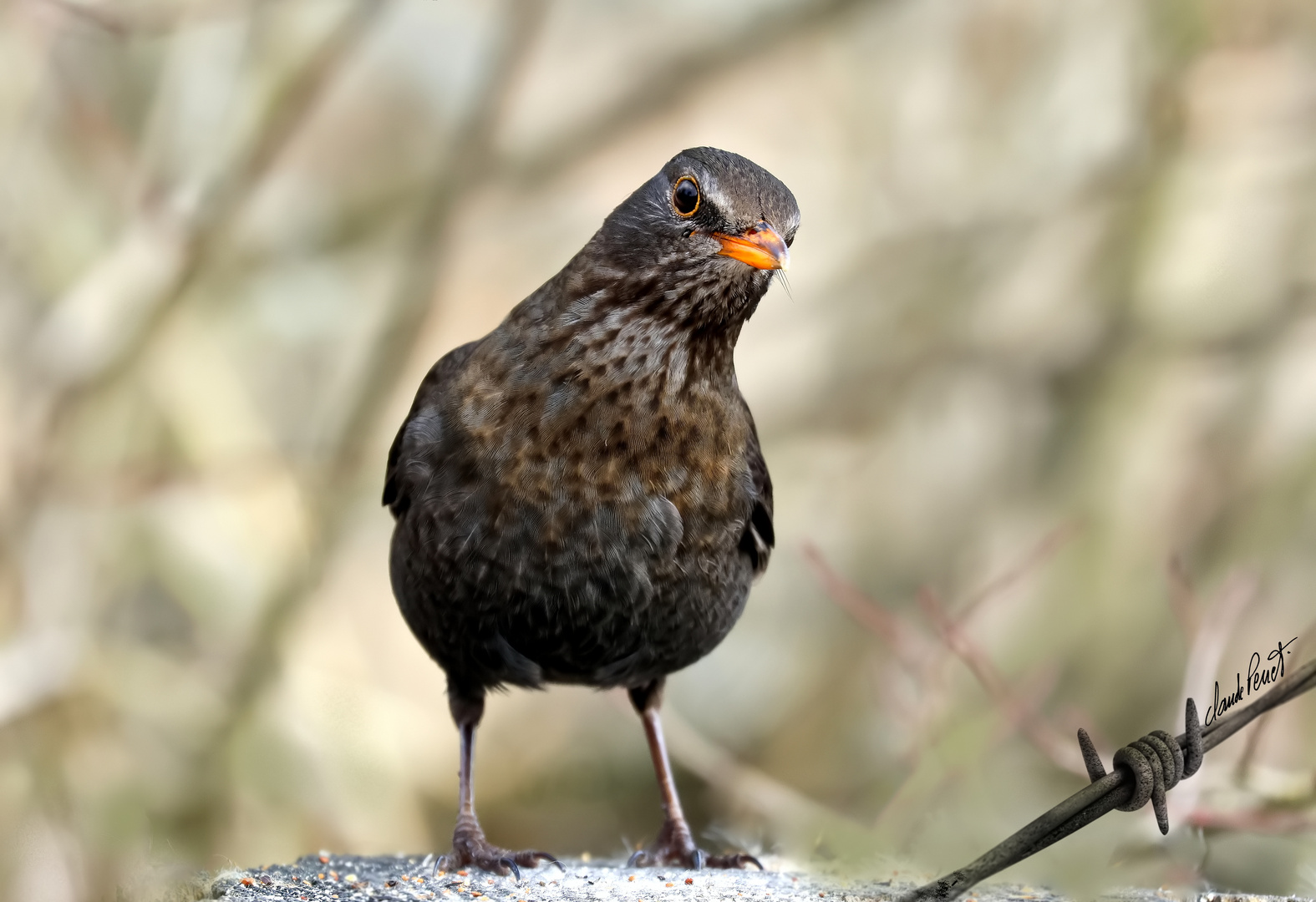 Sturnus vulgaris ( F )