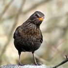 Sturnus vulgaris ( F )