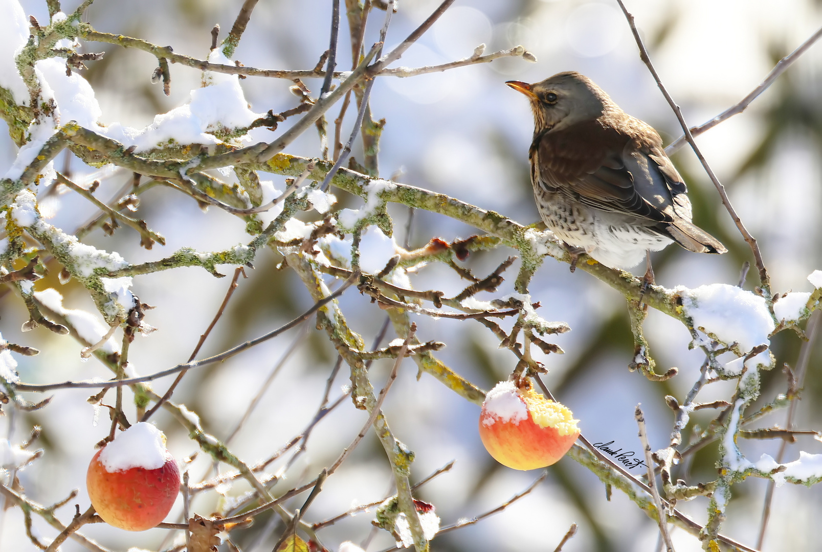 Sturnus vulgaris & Malus sylvestris