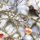 Sturnus vulgaris & Malus sylvestris