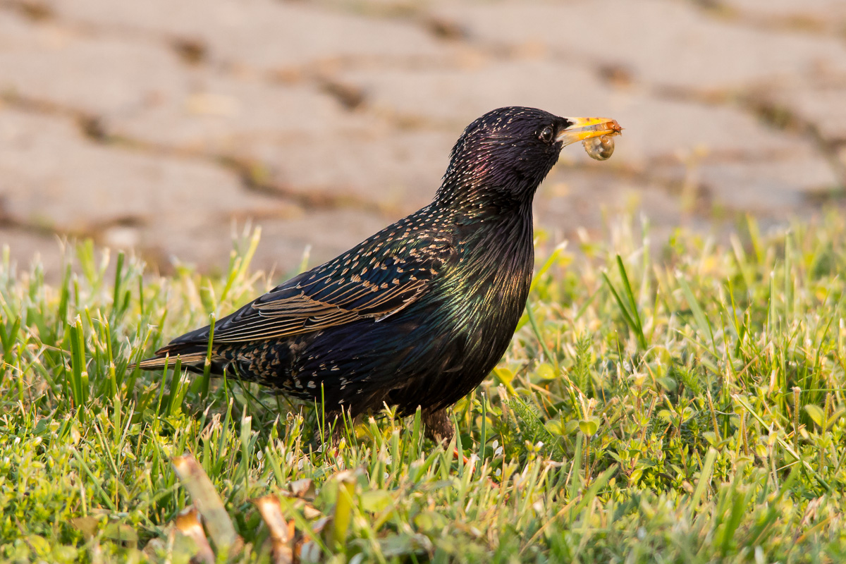 sturnus vulgaris - pick up and return