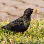 sturnus vulgaris - pick up and return