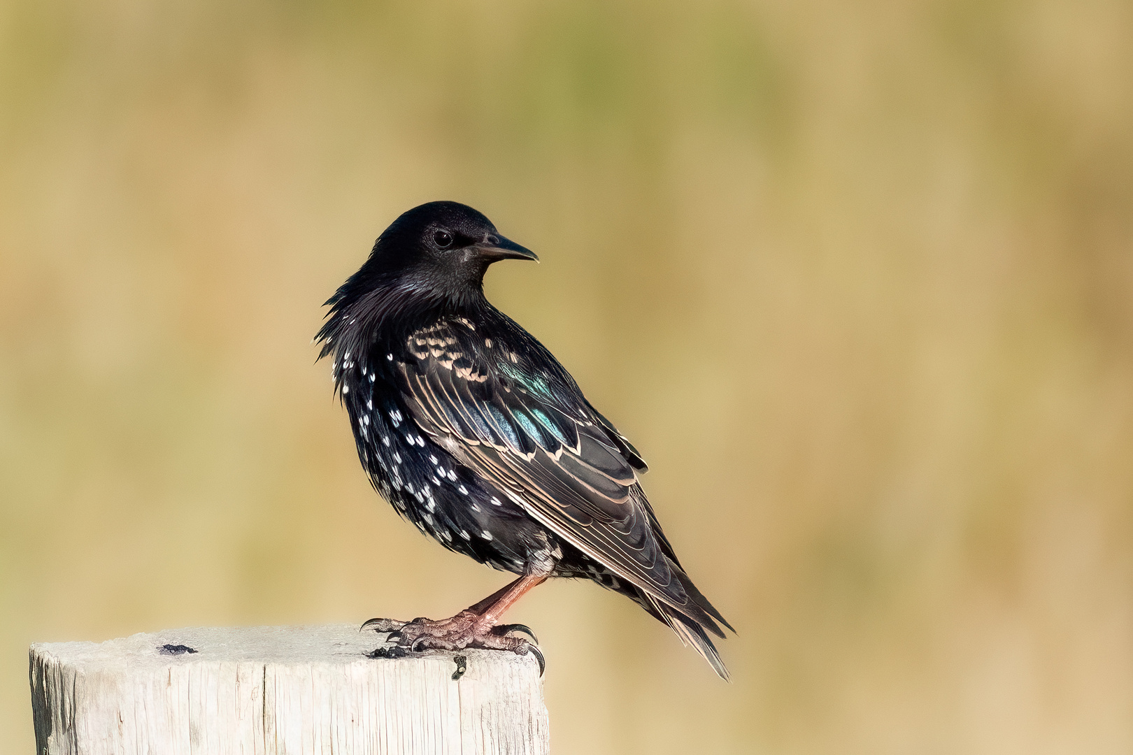 Sturnus vulgaris - Star