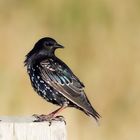 Sturnus vulgaris - Star