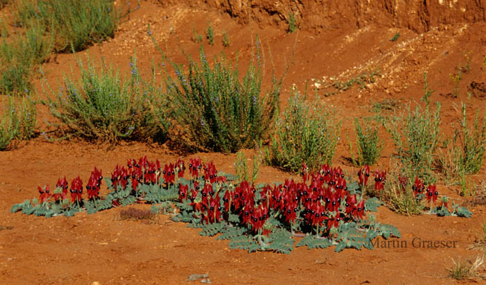 Sturt Desert Pea