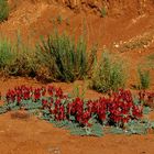 Sturt Desert Pea