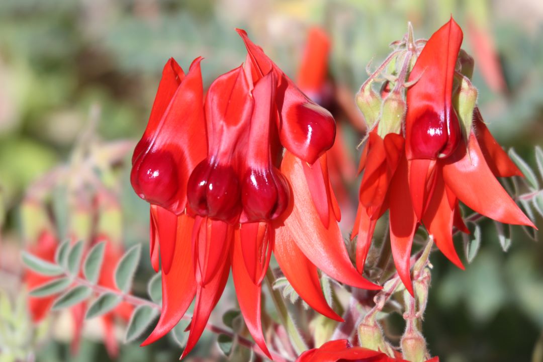 Sturt Desert Pea